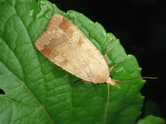 Sineugraphe bipartita