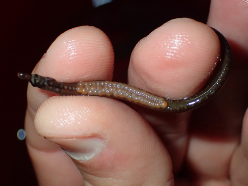 Worm pipefish (Nerophis lumbriciformis) — Syngnathidae — 3