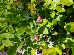 Vaccinium myrtillus