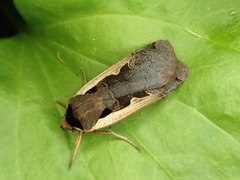 Dichagyris triangularis
