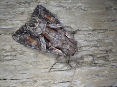 Lacanobia contrastata