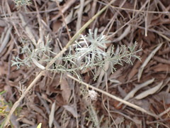 Pentzia calcarea