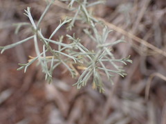 Pentzia calcarea