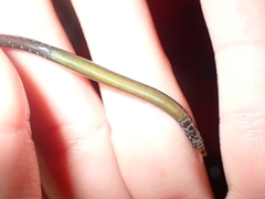 Nerophis lumbriciformis