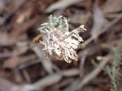Pentzia calcarea
