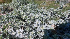 Eryngium maritimum