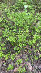 Vaccinium myrtillus