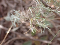 Pentzia calcarea