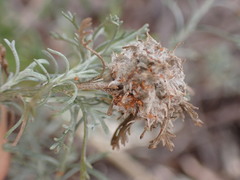 Pentzia calcarea
