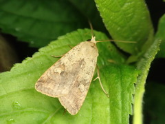Diarsia deparca