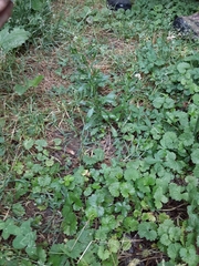 Lepidium sativum