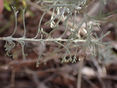 Pentzia calcarea