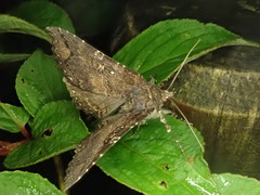 Sypnoides fumosa