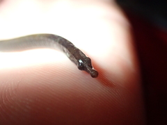 Nerophis lumbriciformis