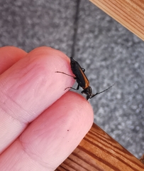 Anogcodes rufiventris