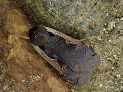 Dichagyris triangularis