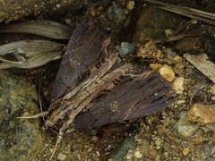 Ercheia umbrosa