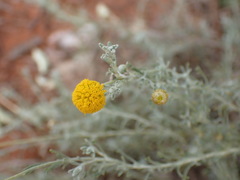 Pentzia calcarea