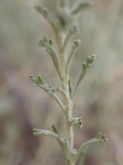 Pentzia calcarea