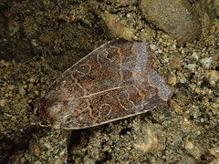 Sineugraphe bipartita