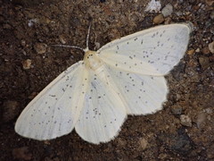 Angerona nigrisparsa