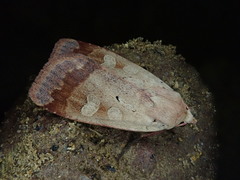 Sineugraphe bipartita