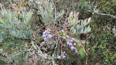 Vaccinium meridionale