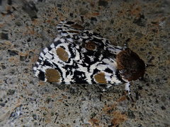 Harrisimemna marmorata