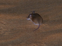 Subsaharan Pygmy Mouse photo 3