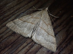 Hypena proboscidalis