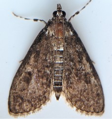 Palpita arsaltealis