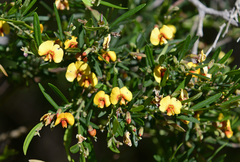 Bossiaea linophylla