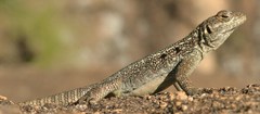 Oplurus quadrimaculatus