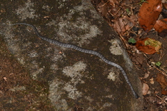 Pareas margaritophorus