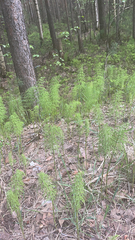 Equisetum sylvaticum