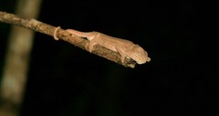 Furcifer rhinoceratus