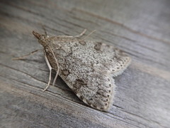Udea orbicentralis