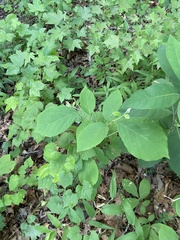 Styrax grandifolius