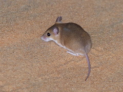 Subsaharan Pygmy Mouse photo 4