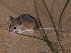 Subsaharan Pygmy Mouse photo 1