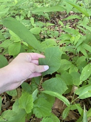 Styrax grandifolius