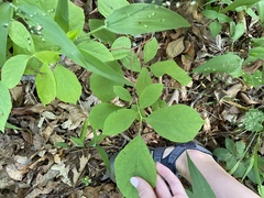 Styrax grandifolius