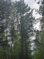 Pinus sylvestris
