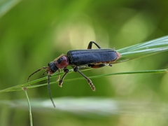 Cantharis rustica