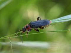 Cantharis rustica