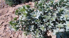 Eryngium maritimum
