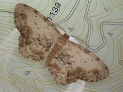 Microcalicha sordida