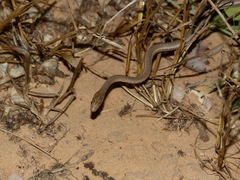 Psammophis afroccidentalis