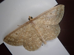 Synegia hadassa