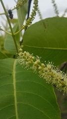 Terminalia arjuna
